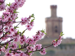 Mandelpfad, Mandelblüte im Frühling