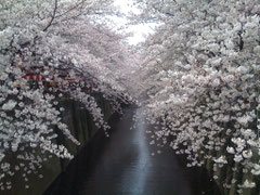 オフィス前（目黒川）