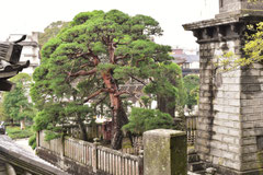 赤松