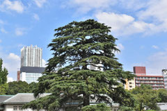 Evergreen conifer