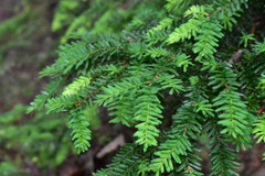 Evergreen conifer