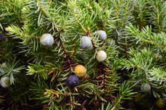 Evergreen conifer