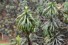 Evergreen conifer