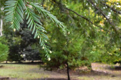 Evergreen conifer