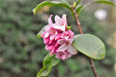 沈丁花,ジンチョウゲ,庭木図鑑