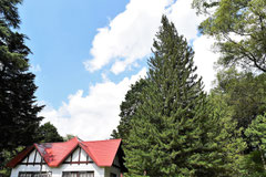 Evergreen conifer