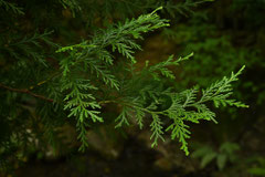 常緑針葉樹 - 庭木図鑑 植木ペディア