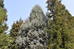 Evergreen conifer