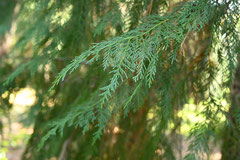 Evergreen conifer