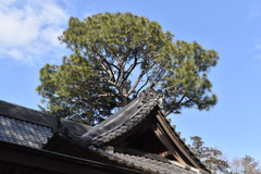 大王松,ダイオウショウ