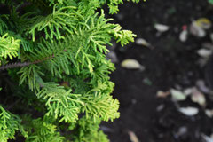 Evergreen conifer
