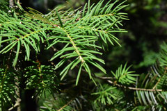 Evergreen conifer