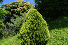 Evergreen conifer