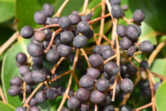 とうねずみもち,トウネズミモチ