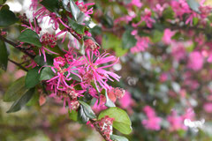 トキワマンサク