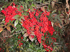 南天 （なんてん）. (Nandina, Heavenly bamboo)