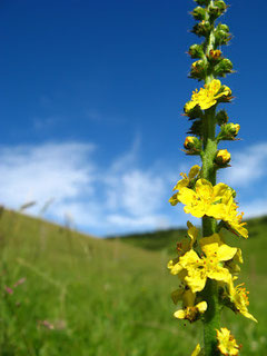 la fleur de Bach Agrimony...