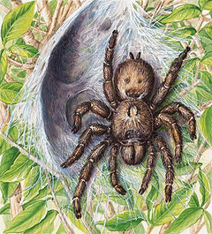LEGENDES URBAINES - PART.2 - Horror-ScaryWeb.com
