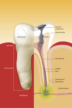 Wurzelbehandlung (Endodontie): Aufbau eines Zahnes (© proDente e.V.)