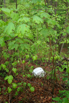 Müll im Wald