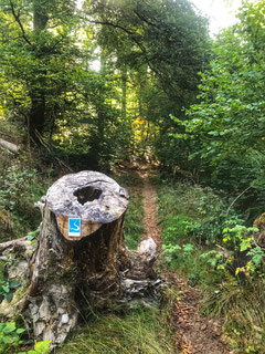 Wisper Trails Schwälbchens Flug Trailrunning Wandern Taunus