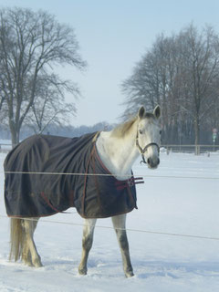 Palü, Trakehner, Wallach, geb. 1999
