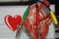 Herzmodell mit digitalem EKG im Hintergrund
