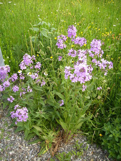 Nachtviole "Hesperis matronalis"