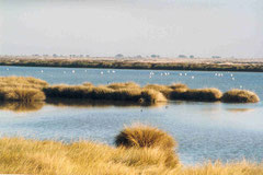 Parque Natural de Doñana. CC. Por Technische Fred.