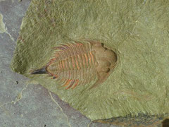 Longitud: 3 cm. Formación: Basal Upper Fezouata, Valle del Dra, cerca de Zagora.