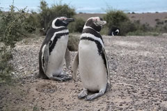 Magelan Pinguine am Cabo Tombo