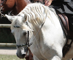 Galan, Equestria 2011.