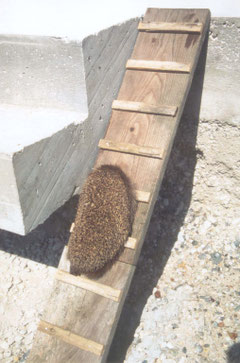 Gefahren für den Igel - igelgarten-im-zentrums Jimdo-Page!