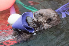 Photo:Vancouver Aquarium