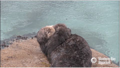 ©Monterey Bay Aquarium