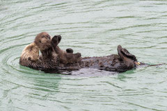 ©Monterey Bay Aquarium