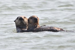 Photo ©Elkhorn Slough National Estuarine Research Reserve