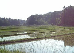 田んぼは日本が誇る美しい風景です