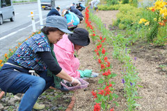 大槌バイパス沿い花壇でのたねダンゴの植付け