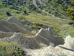 cea, calanchi,montalbano,basilicata, legambiente, escursioni, riserva, natura, geologia, educazione ambientale, fossili, redus, itinerari,territorio, economia, lucania