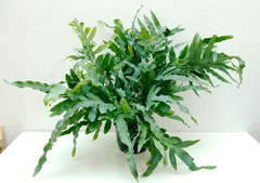 Phlebodium