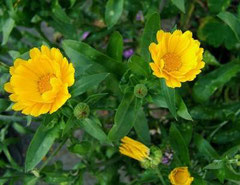 Calendula officinalis