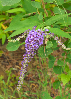 Buddleia davidii sauvage en fleurs