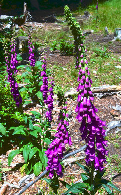 Digitalis purpurea