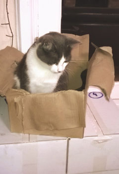 A "catboard" box?