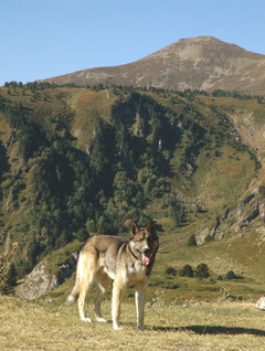 Loup ou chien-loup ? 