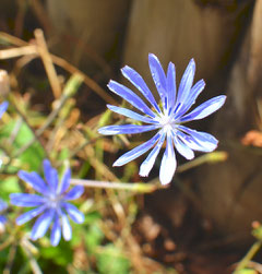 Cichorium intybus