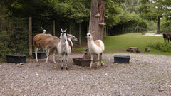 Ein Tag im Tierpark Röhrensee