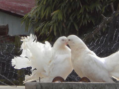 VENTE PIGEONS PAON BLANCS PICARDIE SOMME