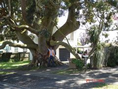 Angophora costata at Westharbour, Auckland, NZ